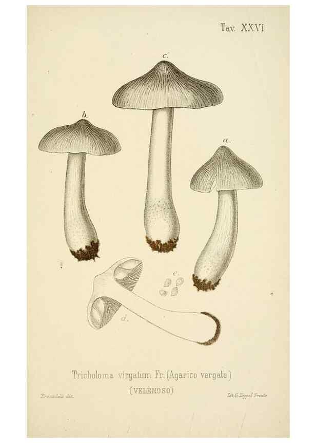 Reproducción/Reproduction 8573777979: I funghi mangerecci e velenosi dell'Europa media,. Trento,G. Zippel,1906.