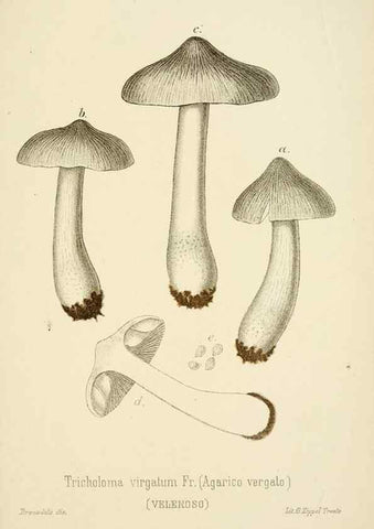 Reproducción/Reproduction 8573777979: I funghi mangerecci e velenosi dell'Europa media,. Trento,G. Zippel,1906.