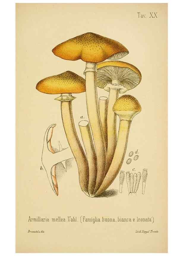 Reproducción/Reproduction 8574869798: I funghi mangerecci e velenosi dell'Europa media,. Trento,G. Zippel,1906.