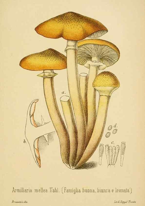 Reproducción/Reproduction 8574869798: I funghi mangerecci e velenosi dell'Europa media,. Trento,G. Zippel,1906.