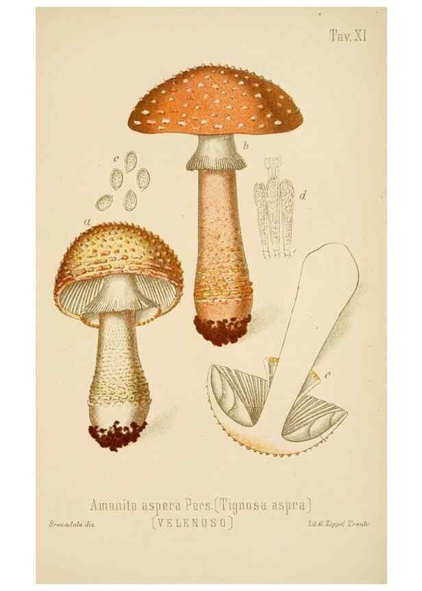 Reproducción/Reproduction 8574866838: I funghi mangerecci e velenosi dell'Europa media,. Trento,G. Zippel,1906.