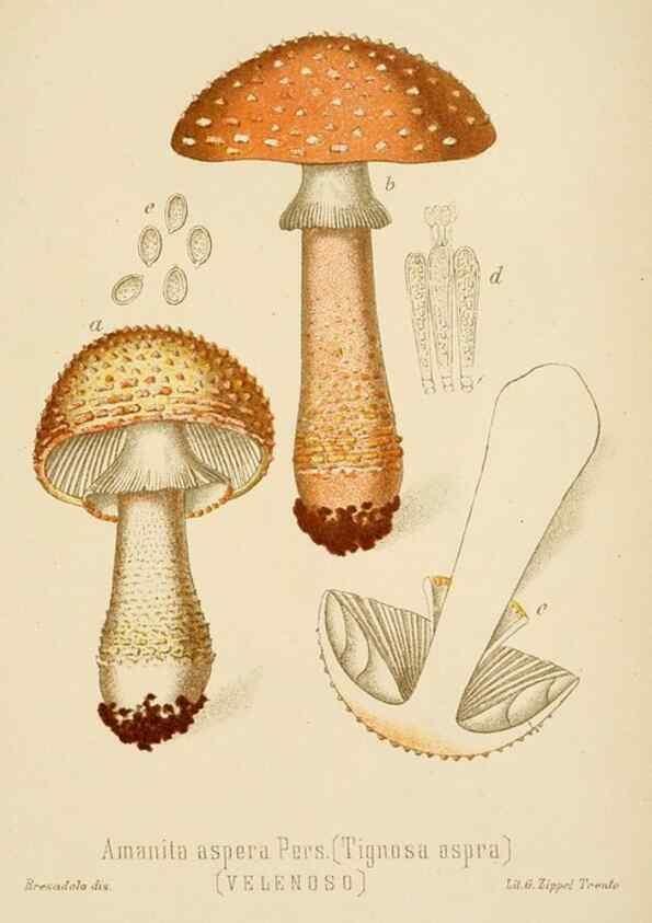 Reproducción/Reproduction 8574866838: I funghi mangerecci e velenosi dell'Europa media,. Trento,G. Zippel,1906.