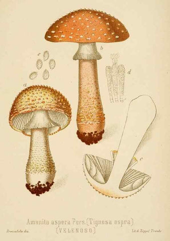 Reproducción/Reproduction 8574866838: I funghi mangerecci e velenosi dell'Europa media,. Trento,G. Zippel,1906.