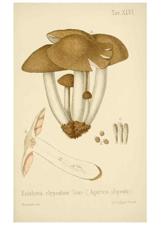 Reproducción/Reproduction 8573784535: I funghi mangerecci e velenosi dell'Europa media,. Trento,G. Zippel,1906.