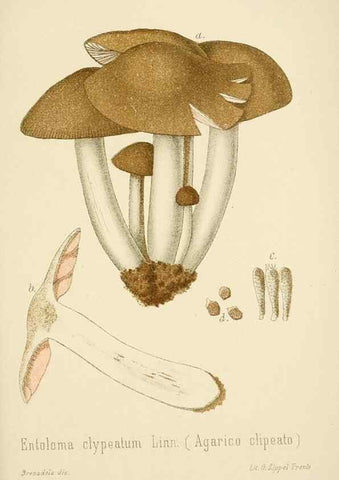 Reproducción/Reproduction 8573784535: I funghi mangerecci e velenosi dell'Europa media,. Trento,G. Zippel,1906.