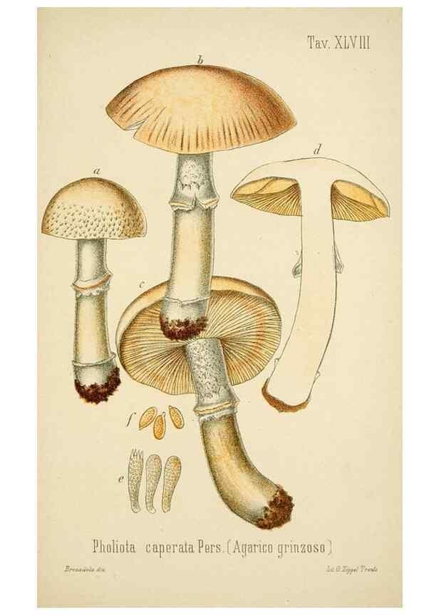 Reproducción/Reproduction 8573785165: I funghi mangerecci e velenosi dell'Europa media,. Trento,G. Zippel,1906.