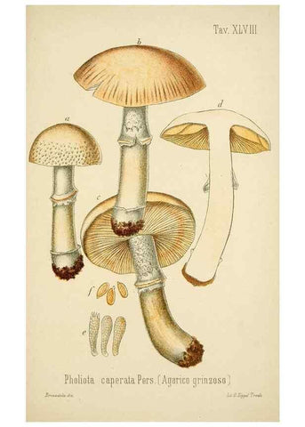 Reproducción/Reproduction 8573785165: I funghi mangerecci e velenosi dell'Europa media,. Trento,G. Zippel,1906.