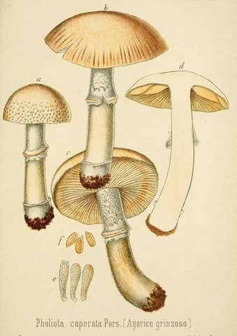 Reproducción/Reproduction 8573785165: I funghi mangerecci e velenosi dell'Europa media,. Trento,G. Zippel,1906.