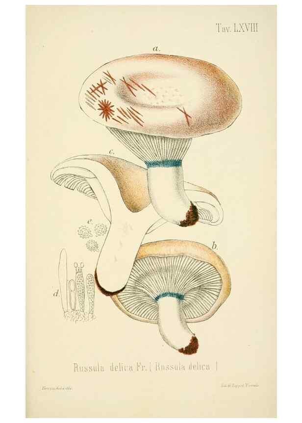 Reproducción/Reproduction 8573792033: I funghi mangerecci e velenosi dell'Europa media,. Trento,G. Zippel,1906.