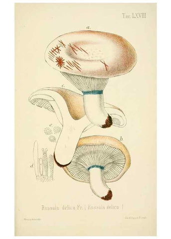 Reproducción/Reproduction 8573792033: I funghi mangerecci e velenosi dell'Europa media,. Trento,G. Zippel,1906.