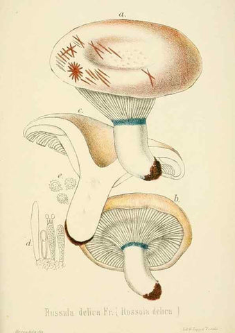 Reproducción/Reproduction 8573792033: I funghi mangerecci e velenosi dell'Europa media,. Trento,G. Zippel,1906.
