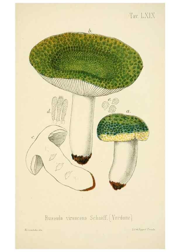 Reproducción/Reproduction 8573792519: I funghi mangerecci e velenosi dell'Europa media,. Trento,G. Zippel,1906.