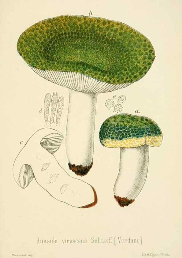 Reproducción/Reproduction 8573792519: I funghi mangerecci e velenosi dell'Europa media,. Trento,G. Zippel,1906.
