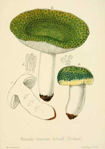 Reproducción/Reproduction 8573792519: I funghi mangerecci e velenosi dell'Europa media,. Trento,G. Zippel,1906.