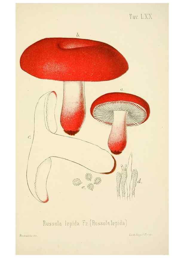Reproducción/Reproduction 8573792793: I funghi mangerecci e velenosi dell'Europa media,. Trento,G. Zippel,1906.