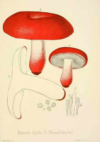 Reproducción/Reproduction 8573792793: I funghi mangerecci e velenosi dell'Europa media,. Trento,G. Zippel,1906.