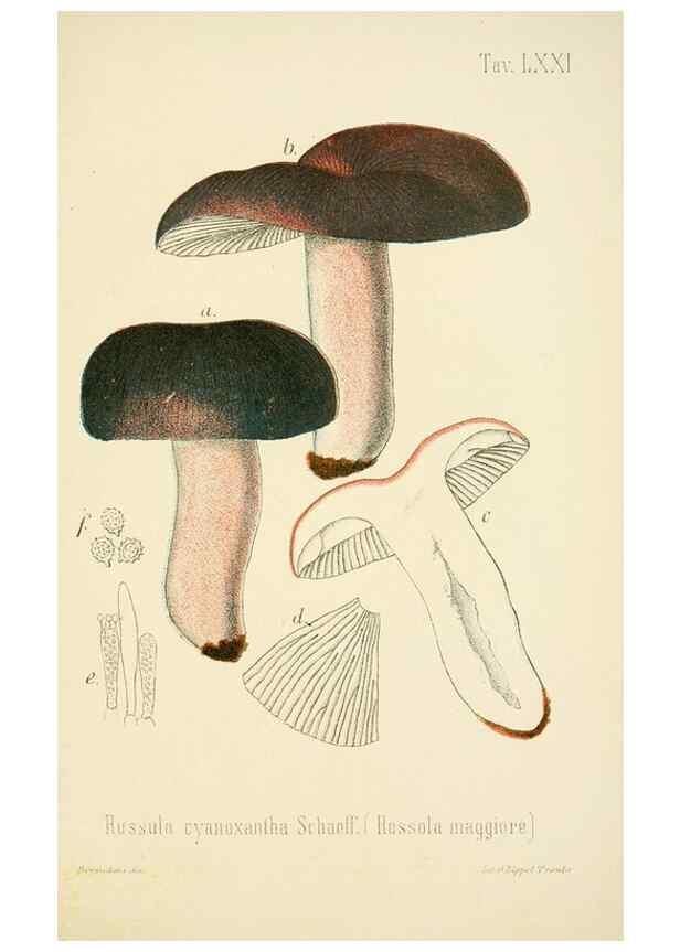 Reproducción/Reproduction 8574886740: I funghi mangerecci e velenosi dell'Europa media,. Trento,G. Zippel,1906.