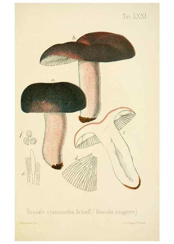 Reproducción/Reproduction 8574886740: I funghi mangerecci e velenosi dell'Europa media,. Trento,G. Zippel,1906.