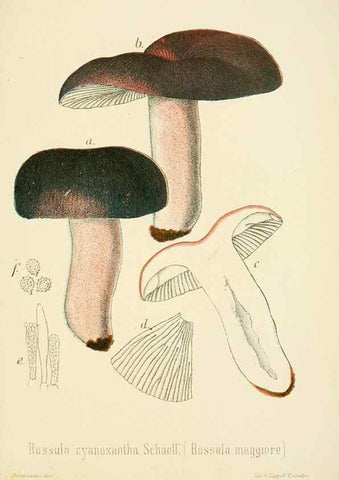 Reproducción/Reproduction 8574886740: I funghi mangerecci e velenosi dell'Europa media,. Trento,G. Zippel,1906.