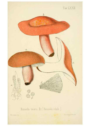 Reproducción/Reproduction 8573793395: I funghi mangerecci e velenosi dell'Europa media,. Trento,G. Zippel,1906.