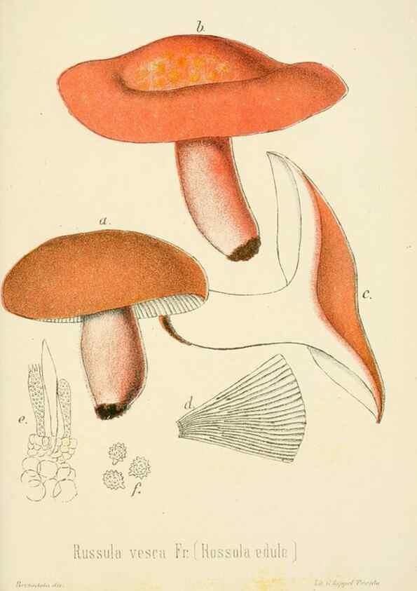 Reproducción/Reproduction 8573793395: I funghi mangerecci e velenosi dell'Europa media,. Trento,G. Zippel,1906.