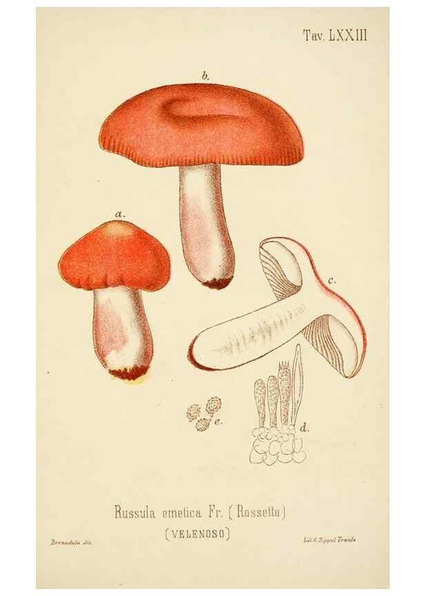 Reproducción/Reproduction 8574887272: I funghi mangerecci e velenosi dell'Europa media,. Trento,G. Zippel,1906.