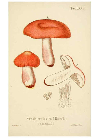 Reproducción/Reproduction 8574887272: I funghi mangerecci e velenosi dell'Europa media,. Trento,G. Zippel,1906.