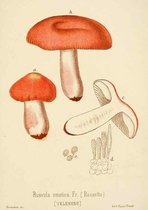 Reproducción/Reproduction 8574887272: I funghi mangerecci e velenosi dell'Europa media,. Trento,G. Zippel,1906.