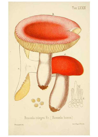 Reproducción/Reproduction 8573794019: I funghi mangerecci e velenosi dell'Europa media,. Trento,G. Zippel,1906.