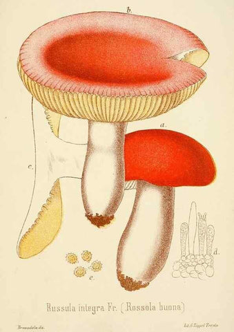 Reproducción/Reproduction 8573794019: I funghi mangerecci e velenosi dell'Europa media,. Trento,G. Zippel,1906.