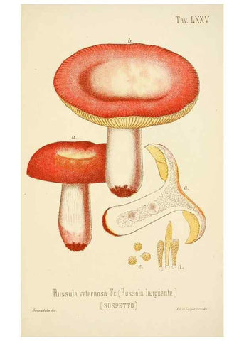 Reproducción/Reproduction 8573794455: I funghi mangerecci e velenosi dell'Europa media,. Trento,G. Zippel,1906.