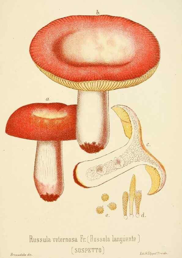 Reproducción/Reproduction 8573794455: I funghi mangerecci e velenosi dell'Europa media,. Trento,G. Zippel,1906.