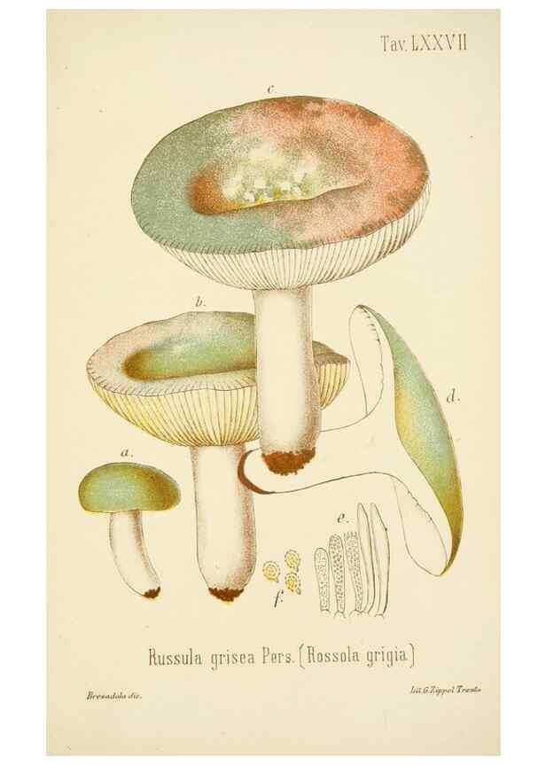 Reproducción/Reproduction 8573795089: I funghi mangerecci e velenosi dell'Europa media,. Trento,G. Zippel,1906.
