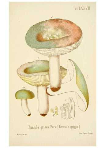 Reproducción/Reproduction 8573795089: I funghi mangerecci e velenosi dell'Europa media,. Trento,G. Zippel,1906.