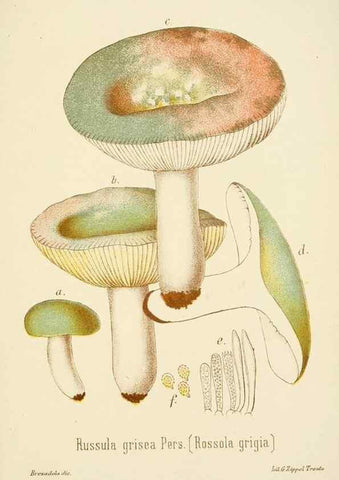 Reproducción/Reproduction 8573795089: I funghi mangerecci e velenosi dell'Europa media,. Trento,G. Zippel,1906.