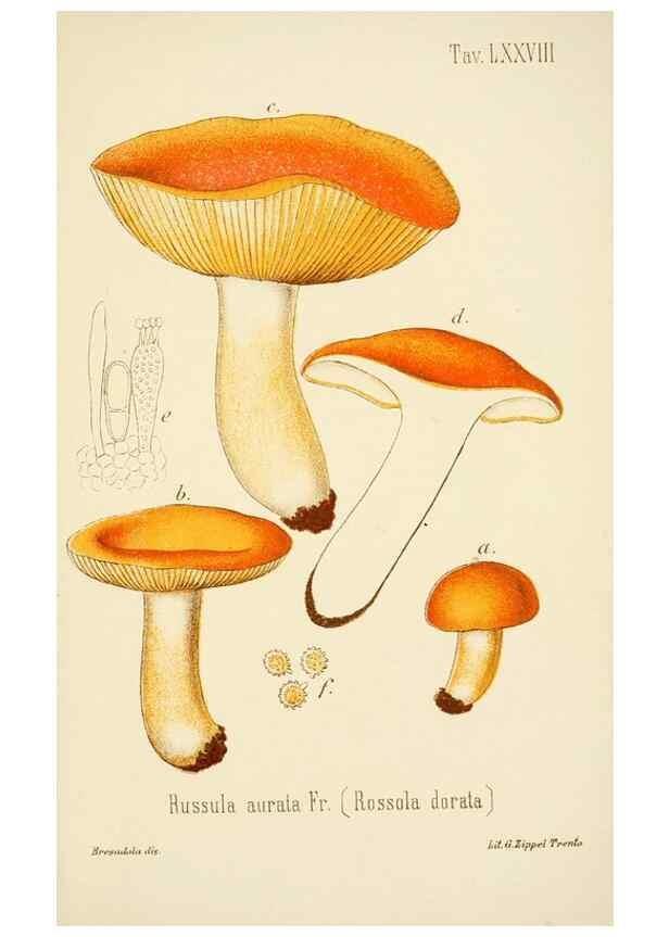 Reproducción/Reproduction 8574889006: I funghi mangerecci e velenosi dell'Europa media,. Trento,G. Zippel,1906.