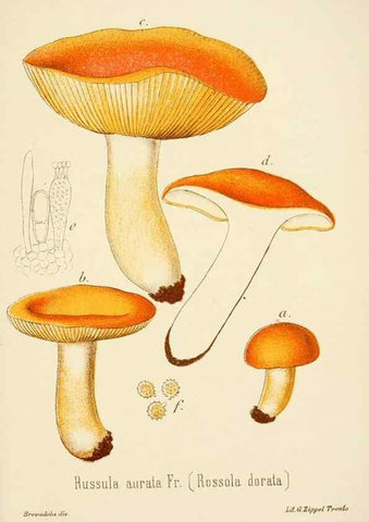 Reproducción/Reproduction 8574889006: I funghi mangerecci e velenosi dell'Europa media,. Trento,G. Zippel,1906.