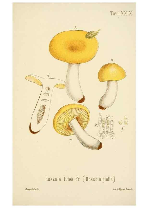 Reproducción/Reproduction 8574889302: I funghi mangerecci e velenosi dell'Europa media,. Trento,G. Zippel,1906.