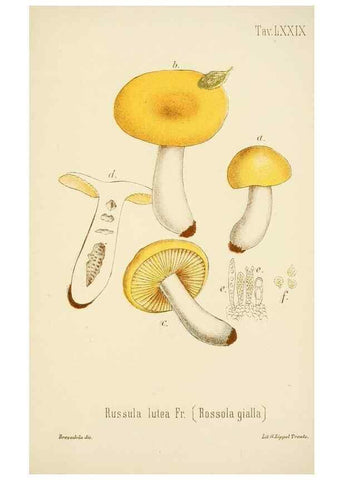 Reproducción/Reproduction 8574889302: I funghi mangerecci e velenosi dell'Europa media,. Trento,G. Zippel,1906.