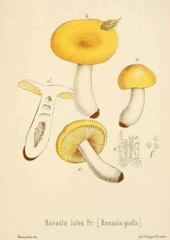 Reproducción/Reproduction 8574889302: I funghi mangerecci e velenosi dell'Europa media,. Trento,G. Zippel,1906.
