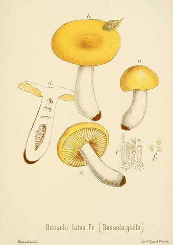 Reproducción/Reproduction 8574889302: I funghi mangerecci e velenosi dell'Europa media,. Trento,G. Zippel,1906.