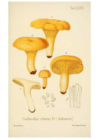 Reproducción/Reproduction 8574889566: I funghi mangerecci e velenosi dell'Europa media,. Trento,G. Zippel,1906.