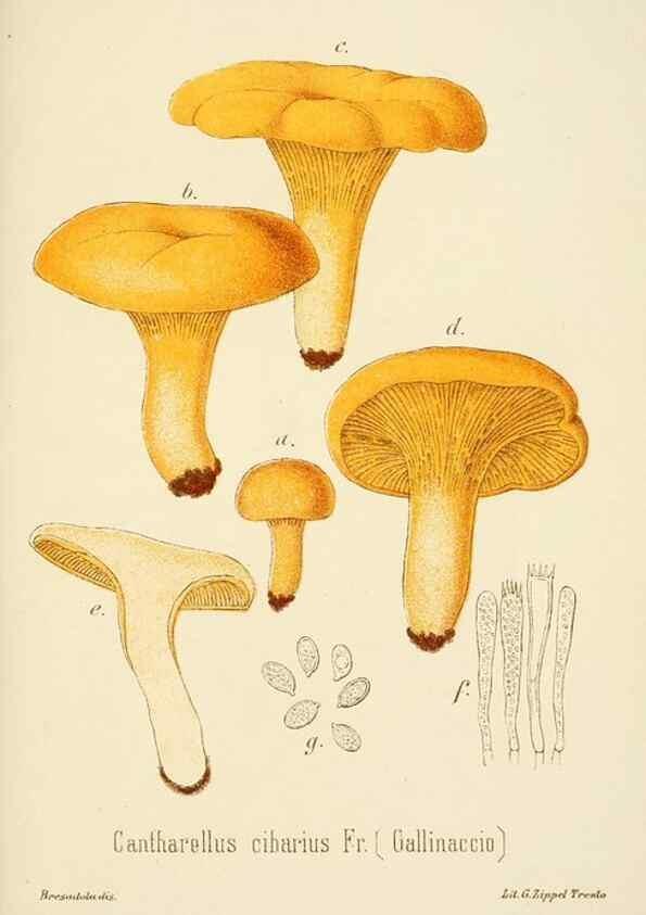 Reproducción/Reproduction 8574889566: I funghi mangerecci e velenosi dell'Europa media,. Trento,G. Zippel,1906.