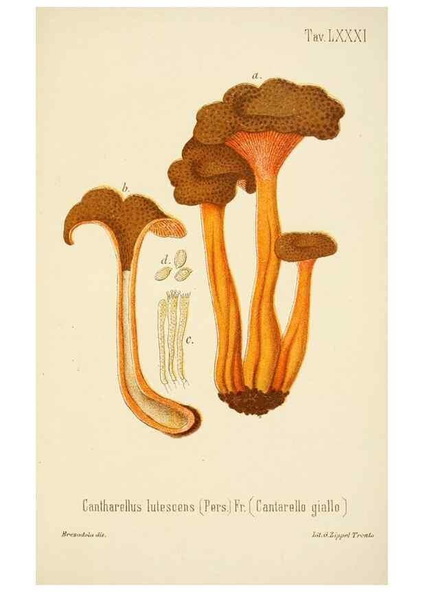 Reproducción/Reproduction 8573796345: I funghi mangerecci e velenosi dell'Europa media,. Trento,G. Zippel,1906.