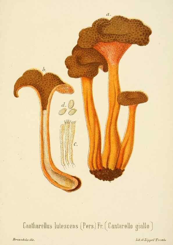 Reproducción/Reproduction 8573796345: I funghi mangerecci e velenosi dell'Europa media,. Trento,G. Zippel,1906.