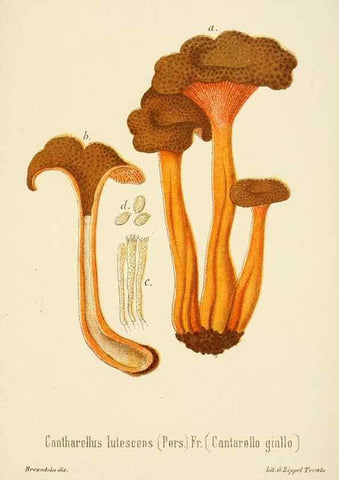 Reproducción/Reproduction 8573796345: I funghi mangerecci e velenosi dell'Europa media,. Trento,G. Zippel,1906.
