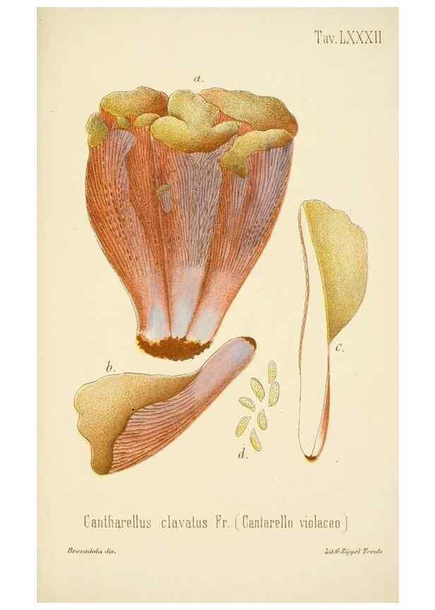 Reproducción/Reproduction 8574890202: I funghi mangerecci e velenosi dell'Europa media,. Trento,G. Zippel,1906.
