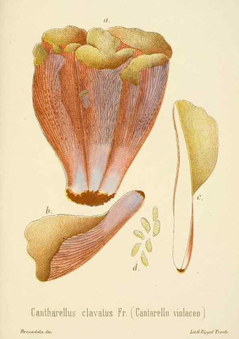 Reproducción/Reproduction 8574890202: I funghi mangerecci e velenosi dell'Europa media,. Trento,G. Zippel,1906.