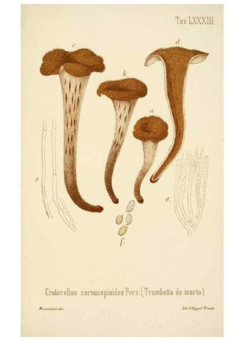 Reproducción/Reproduction 8574890584: I funghi mangerecci e velenosi dell'Europa media,. Trento,G. Zippel,1906.