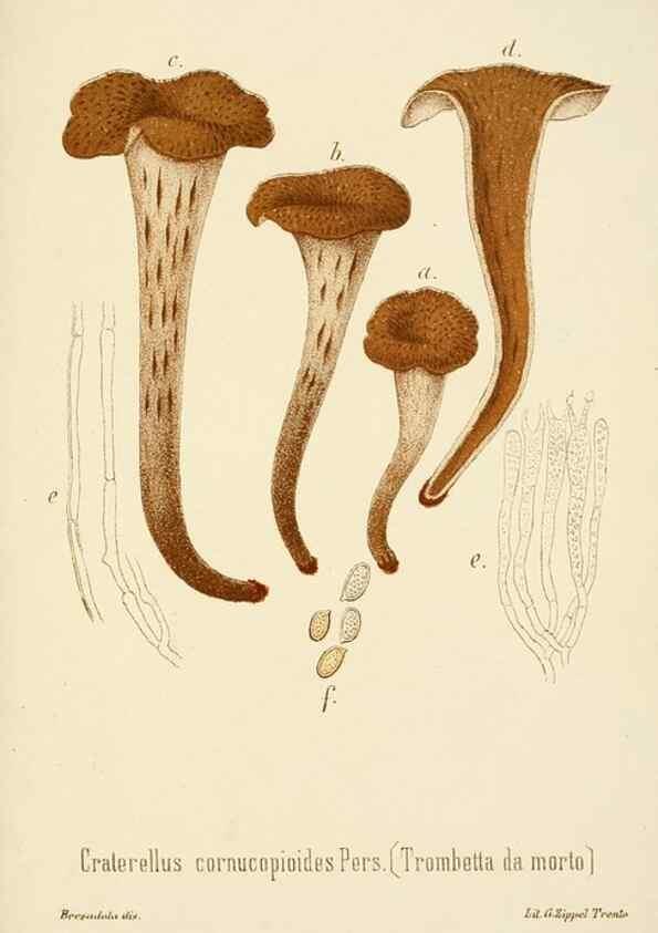 Reproducción/Reproduction 8574890584: I funghi mangerecci e velenosi dell'Europa media,. Trento,G. Zippel,1906.